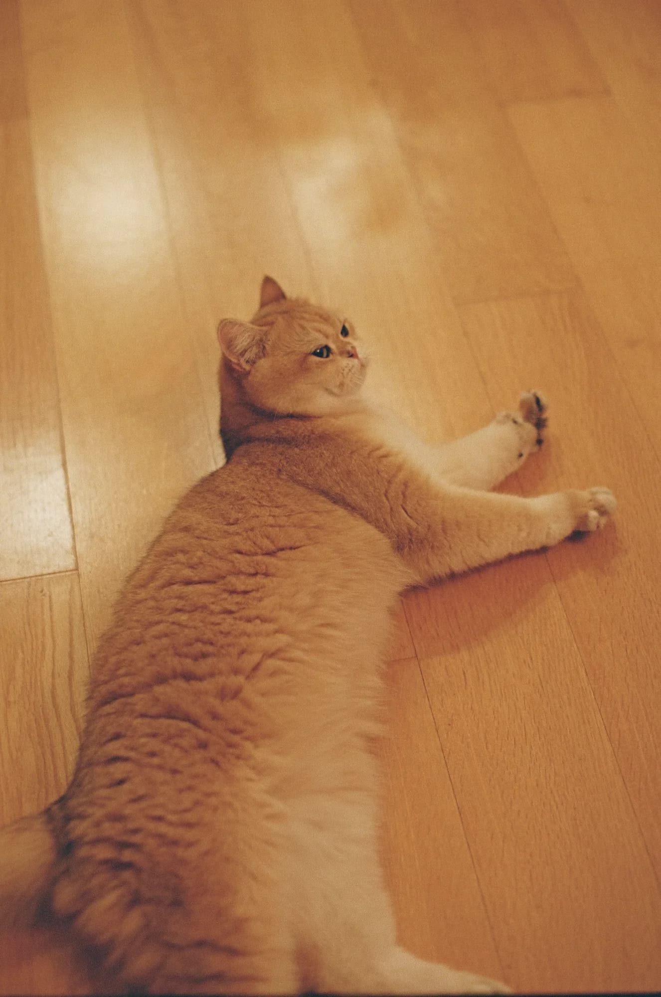 A ginger cat against an amber wall.
